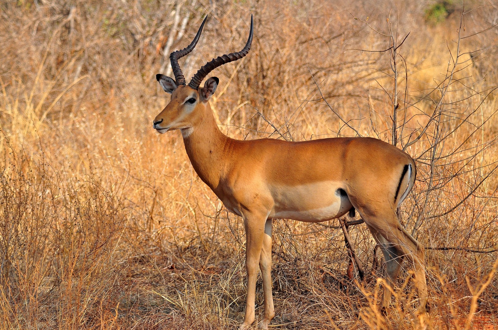 Impalla I Tsavo West NP / Kenia