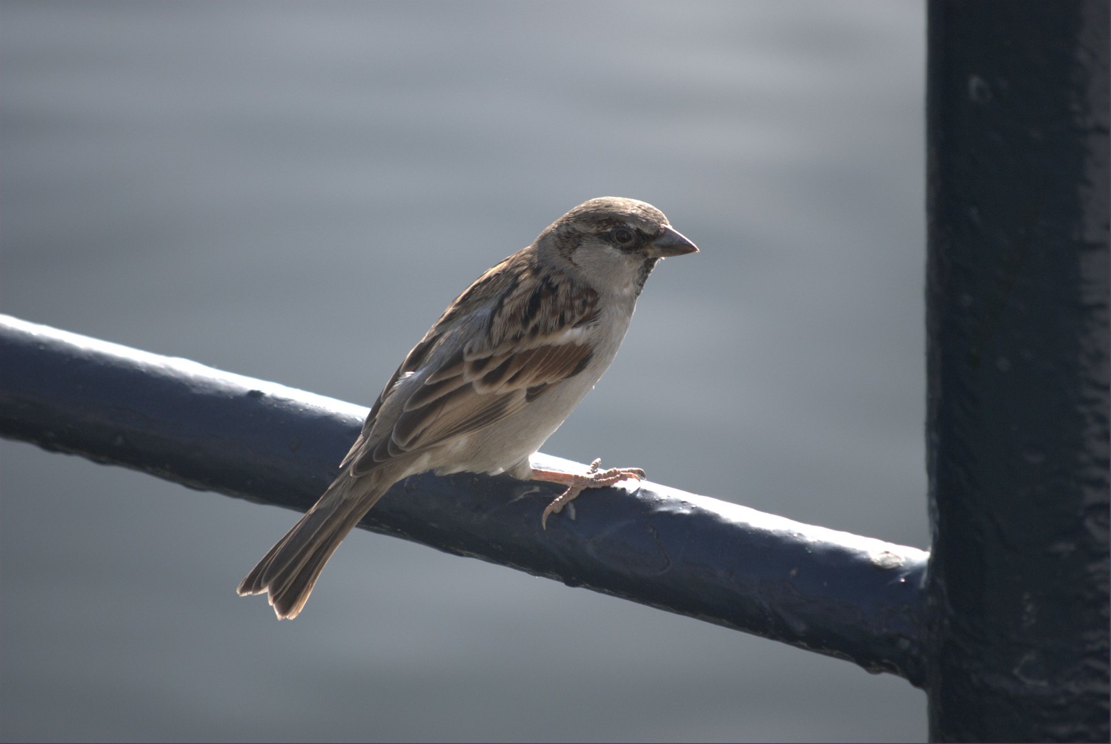 Spatz ohne Hintergrund