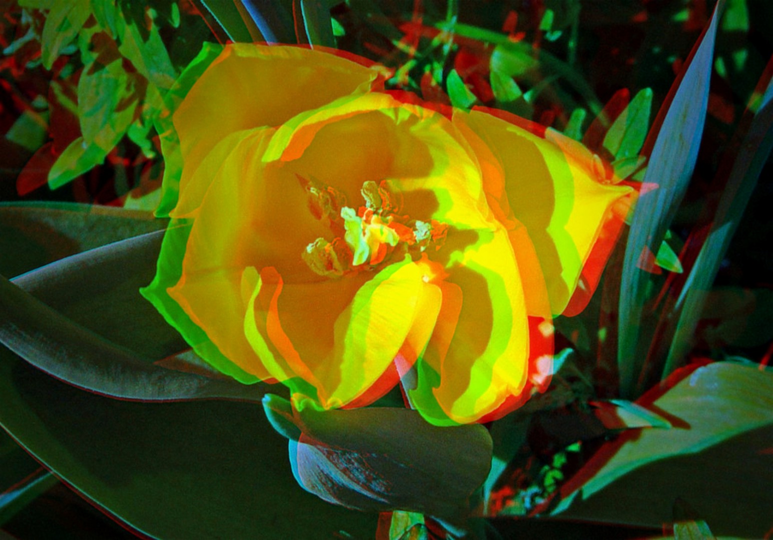 Sunshine Tulip (3D)