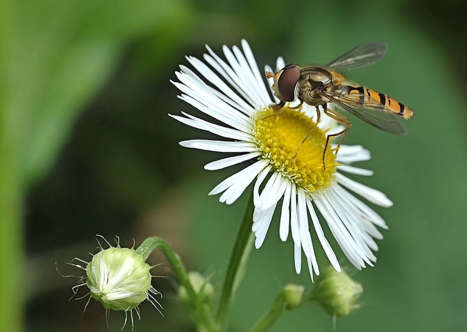 Schwebefliege