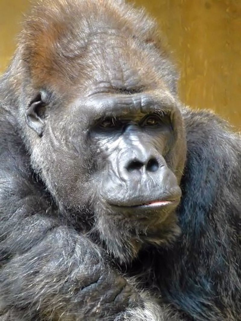 Gorilla