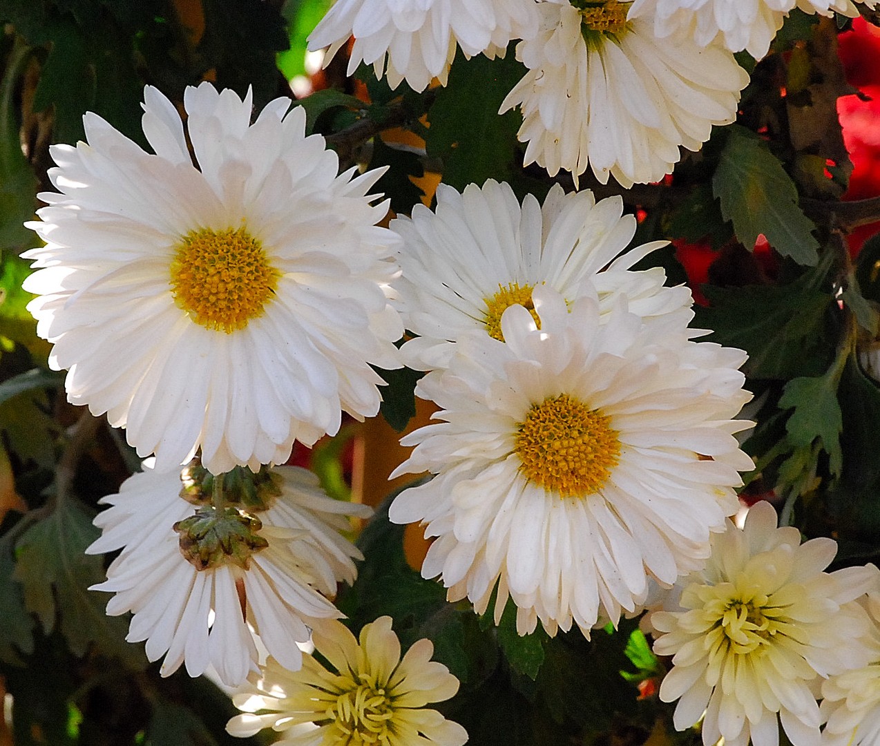 Chrysanthèmes.