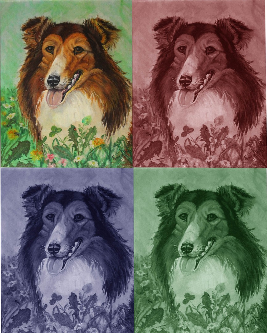 Collie