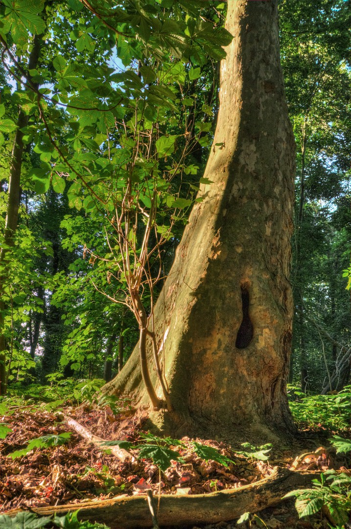 Arbre magique(Magix tree)