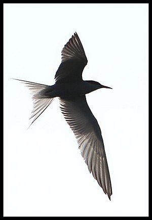 sterna hirundo1