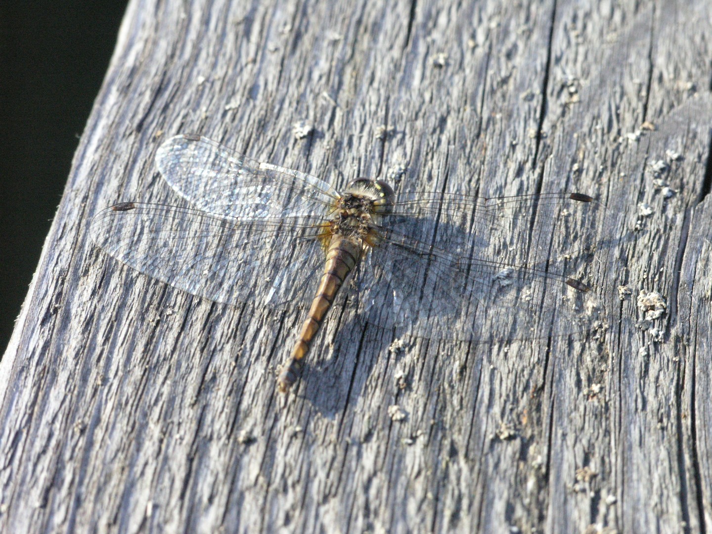 Der letzte Flug vor dem Winter