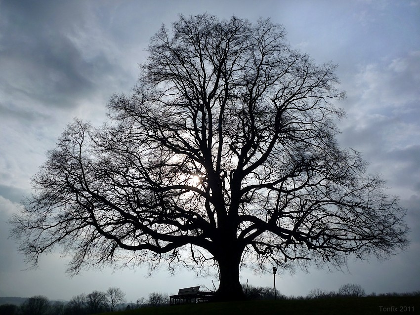 Mein Freund der Baum