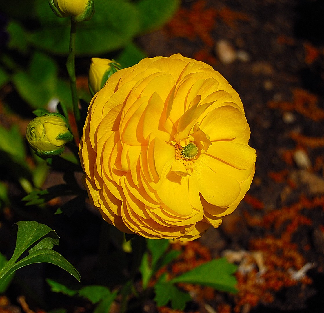 Fleur jaune.