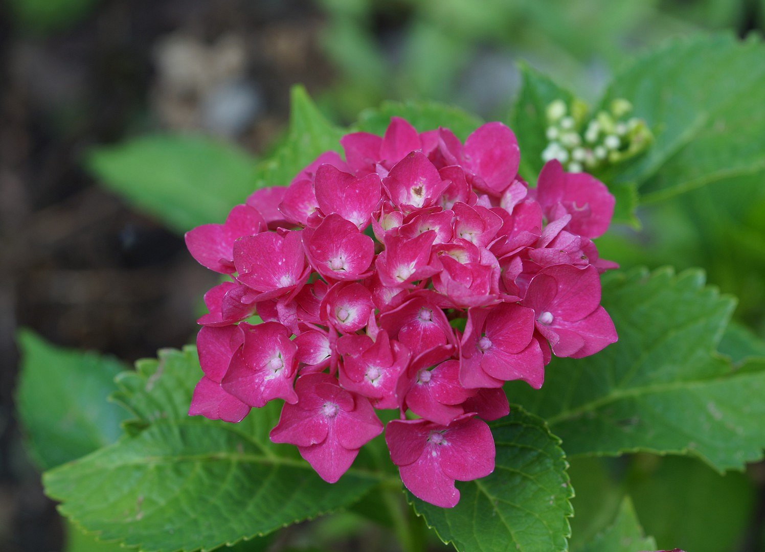 Hortensienblüte