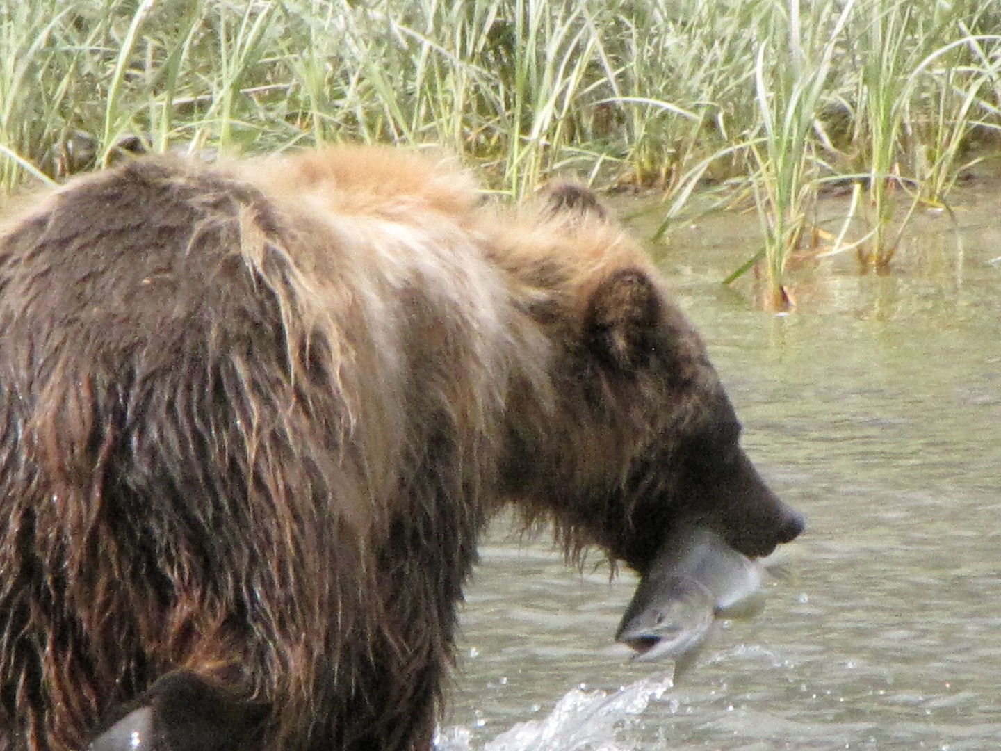 Bear.. too close!