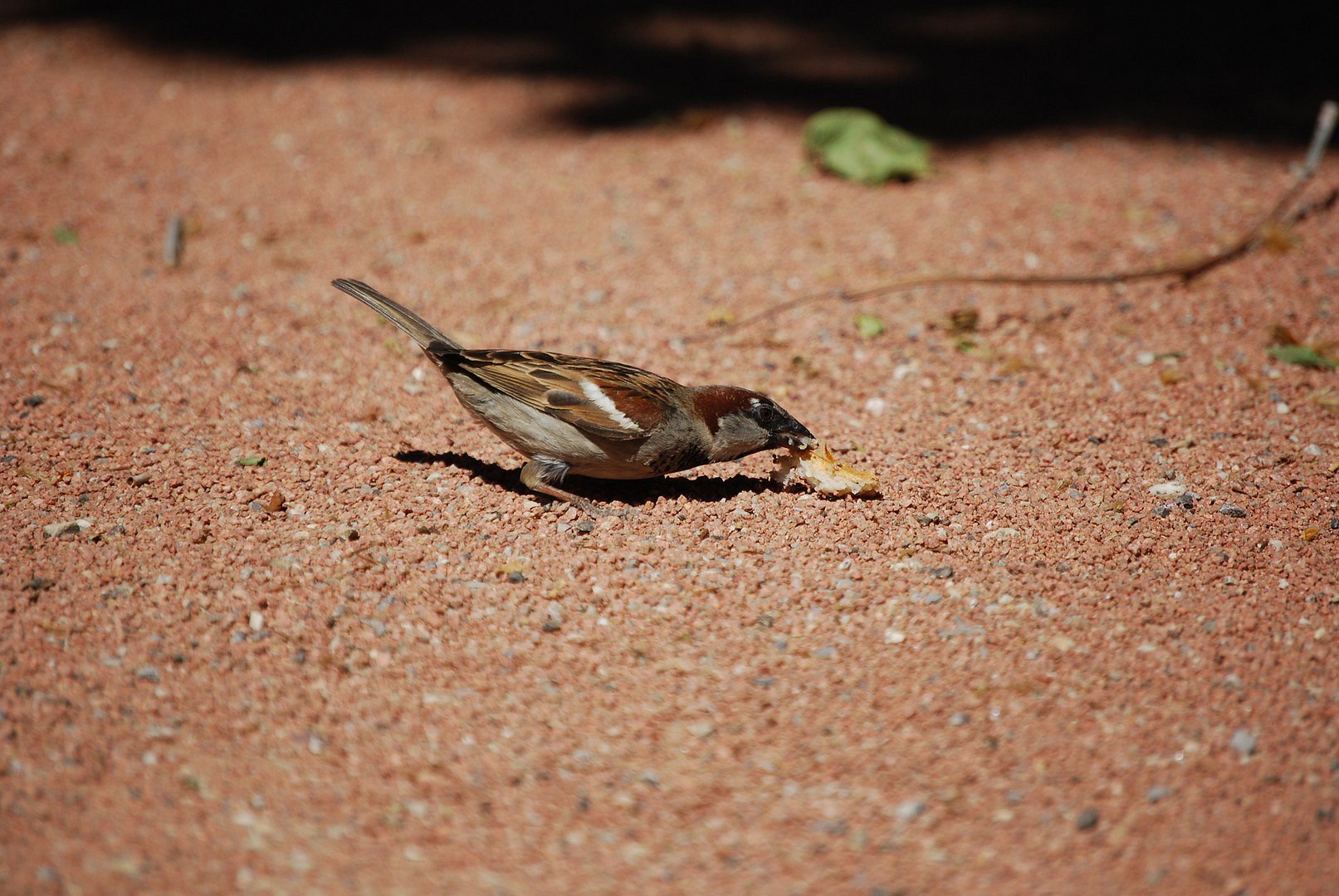 Joli moineau.