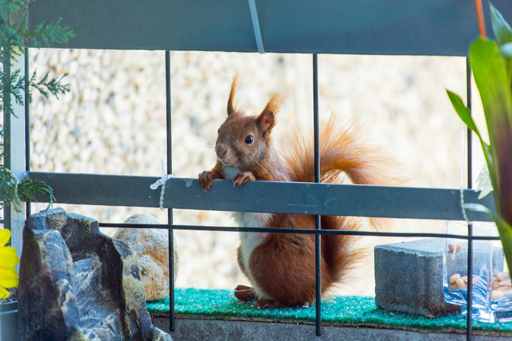 Eichhörnchen auf Balkon