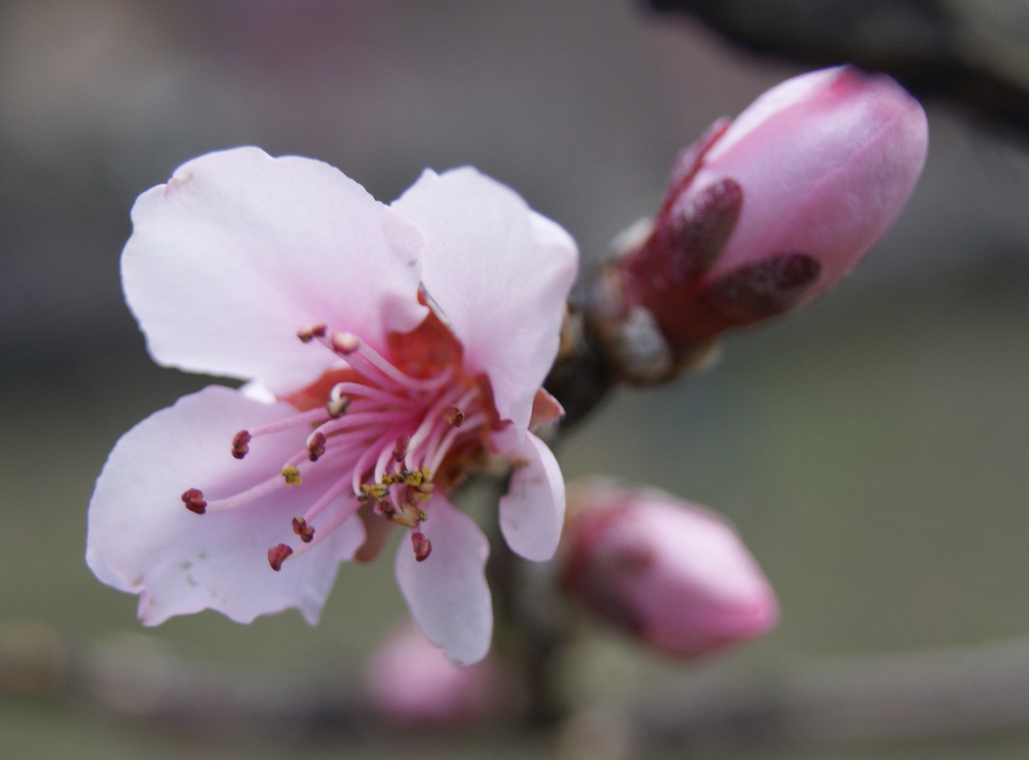 LE PRINTEMPS EST LA....