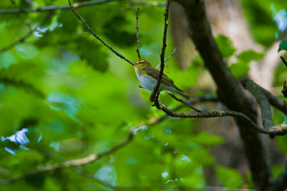 In einen Wald gehört auch der Waldlaubsänger