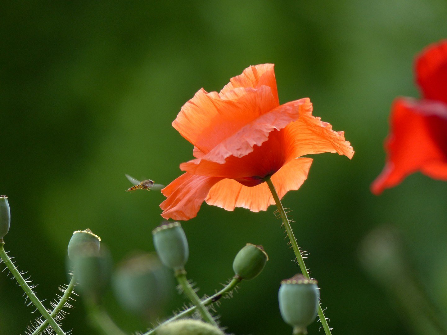 Klatschmohn