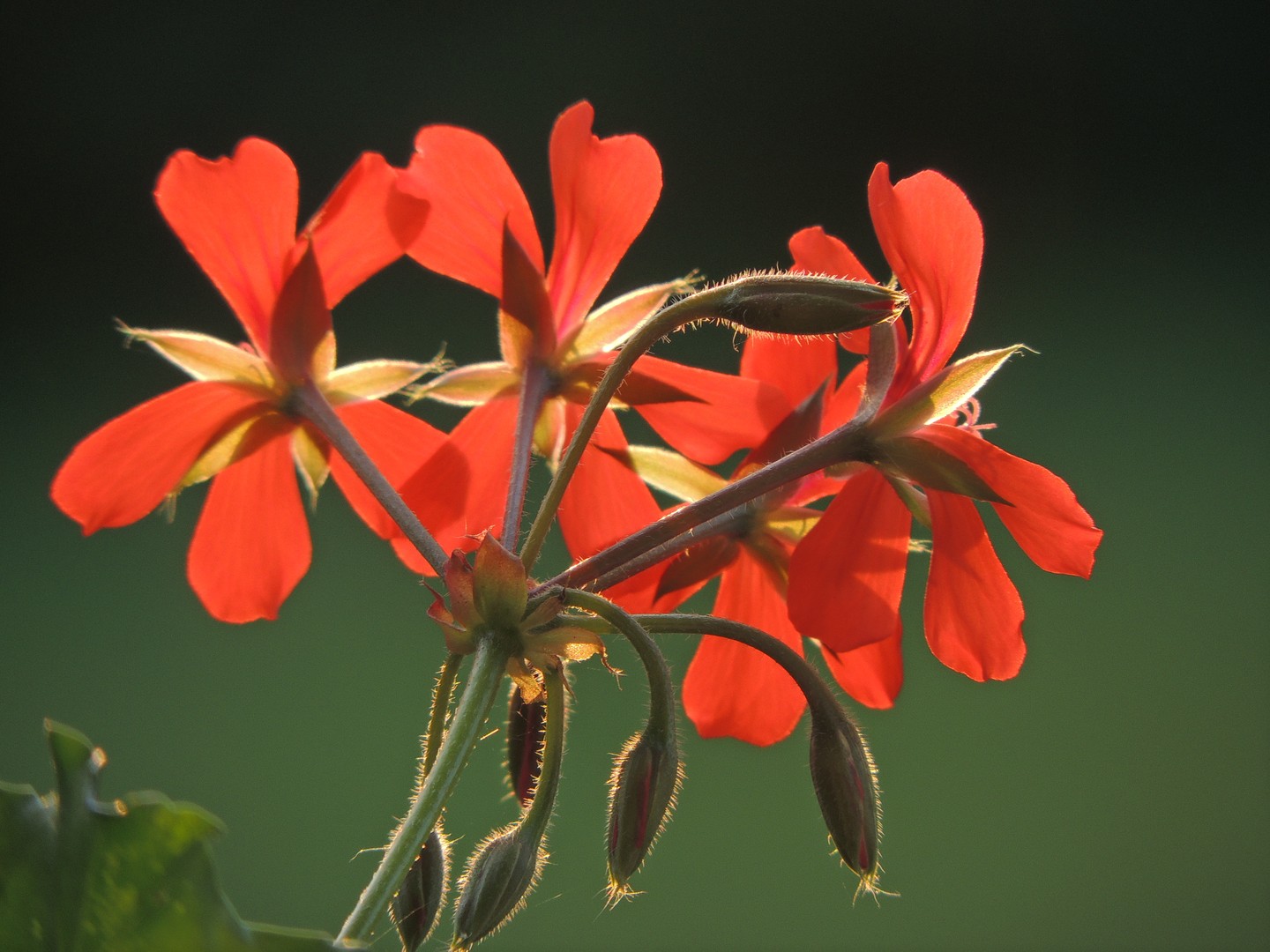 Blume im Abendlicht