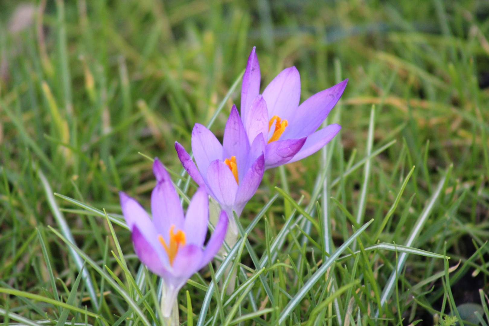 Frühlingsboten