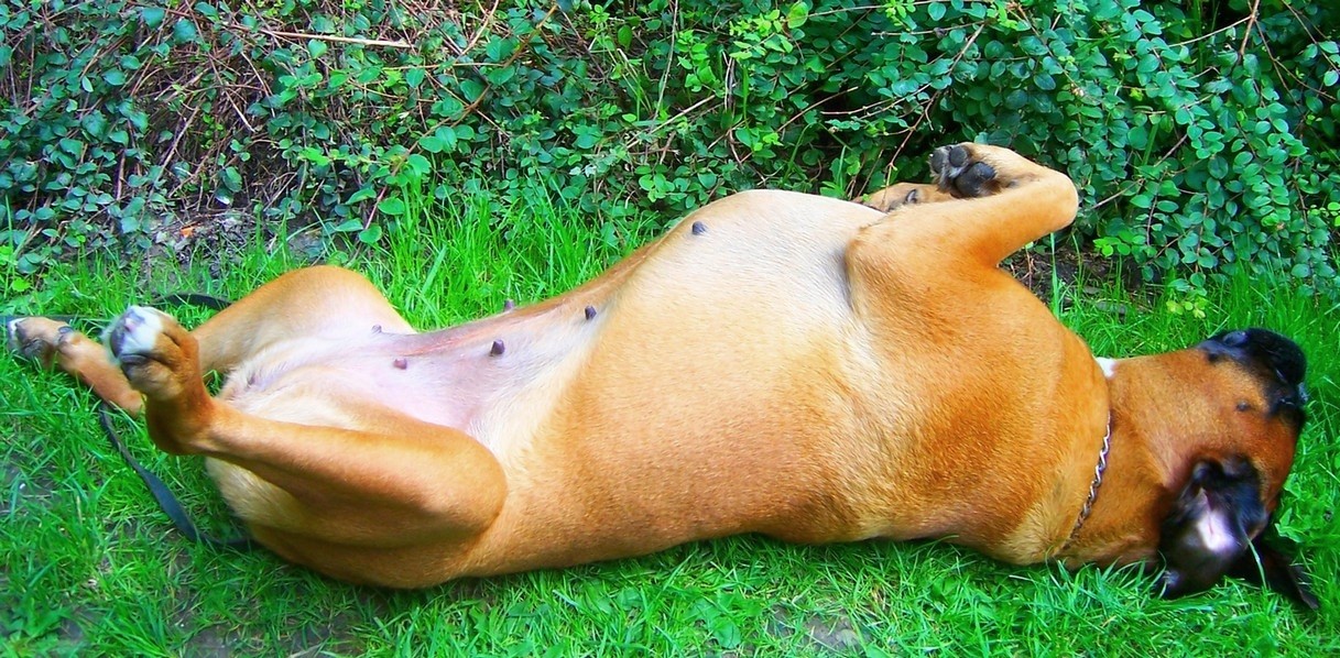 Boxerhündin beim Relaxen