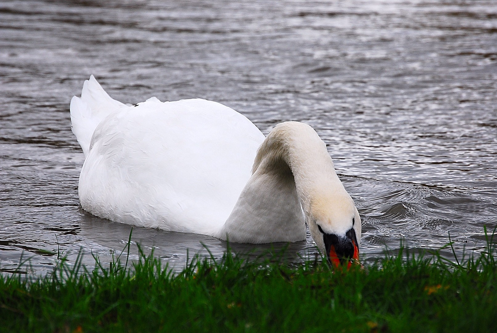 Cygne.