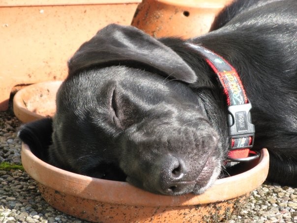 Ein Hund beim Schlafen