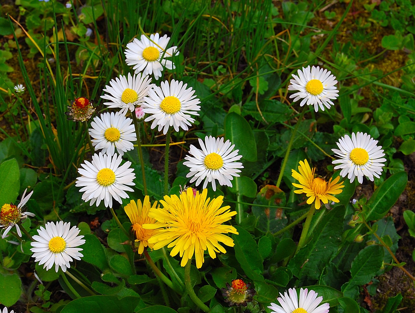 Fleurs des champs.