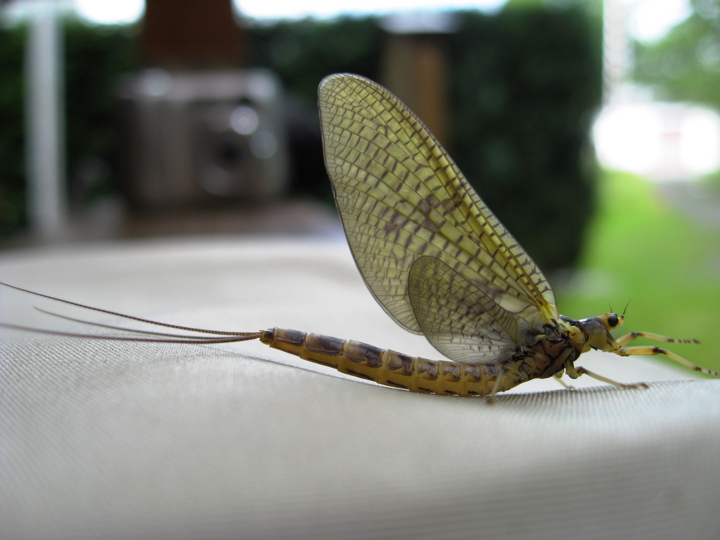 Grosse oder dänische Eintagsfliege