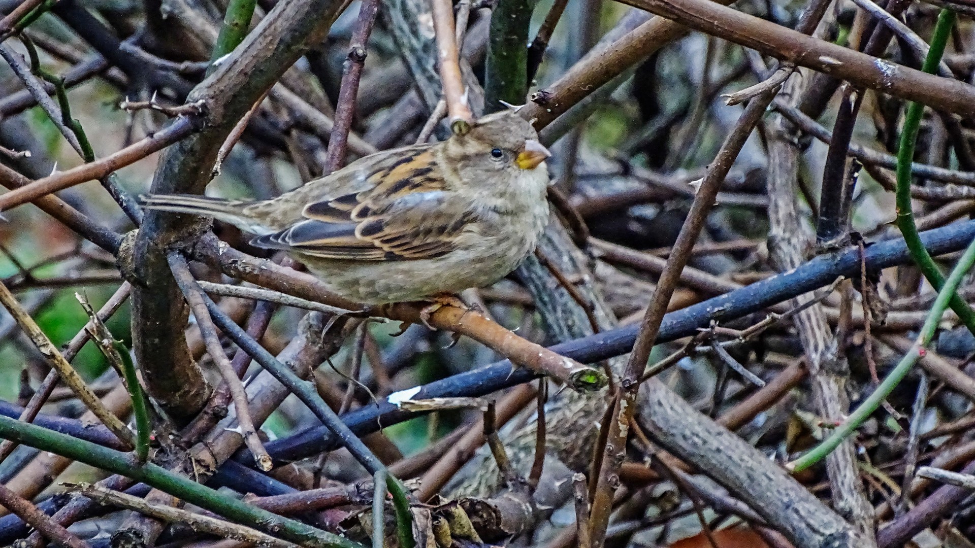 sparrow - sperling - Passer domesticus