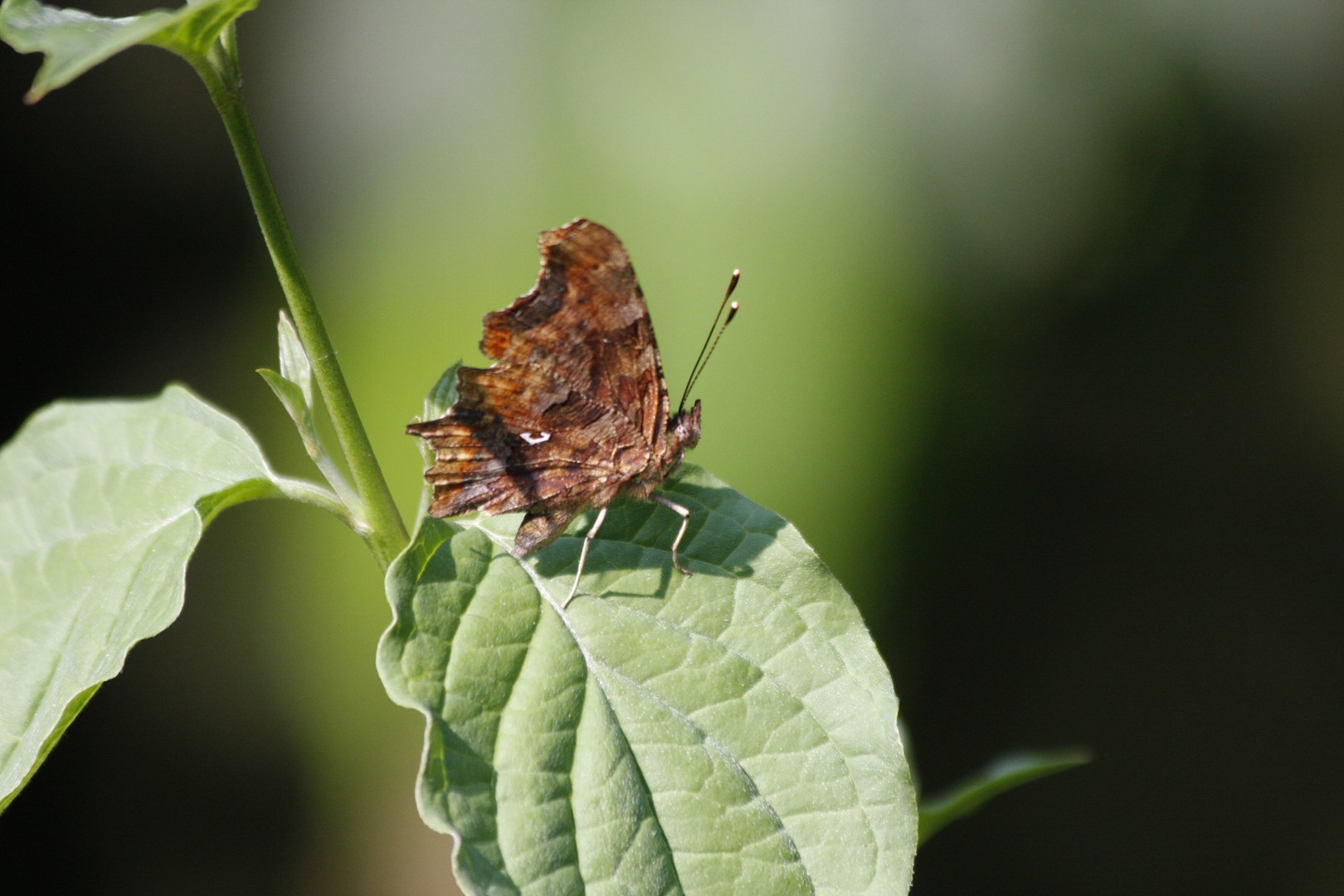 Gehakkelde aurelia(polygonia c-album)