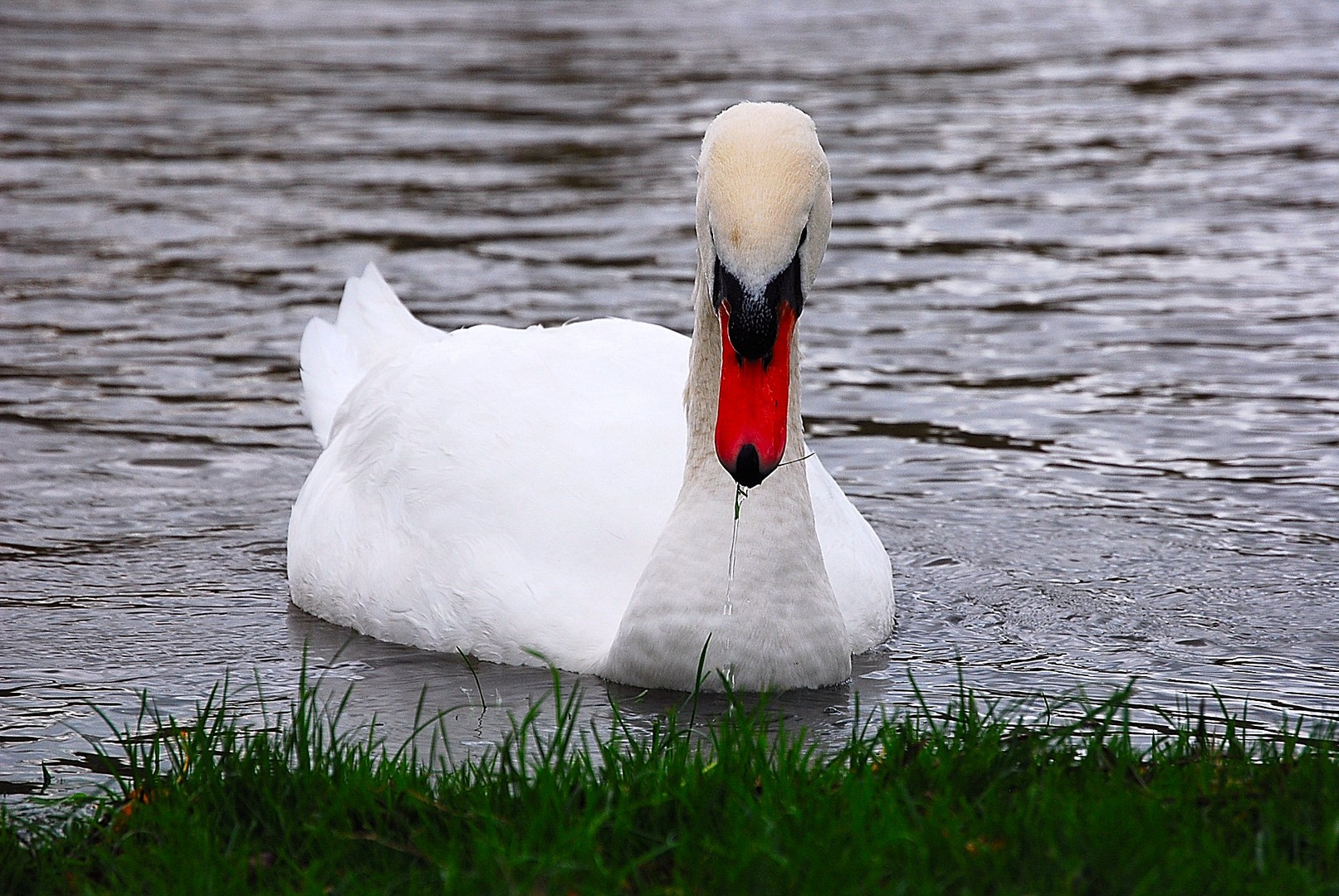 Cygne.