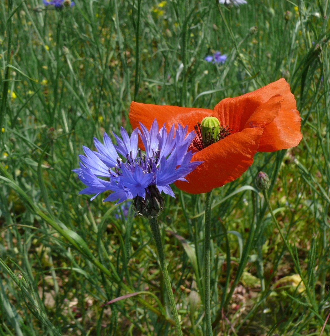 Mohnblume mit Kornblume