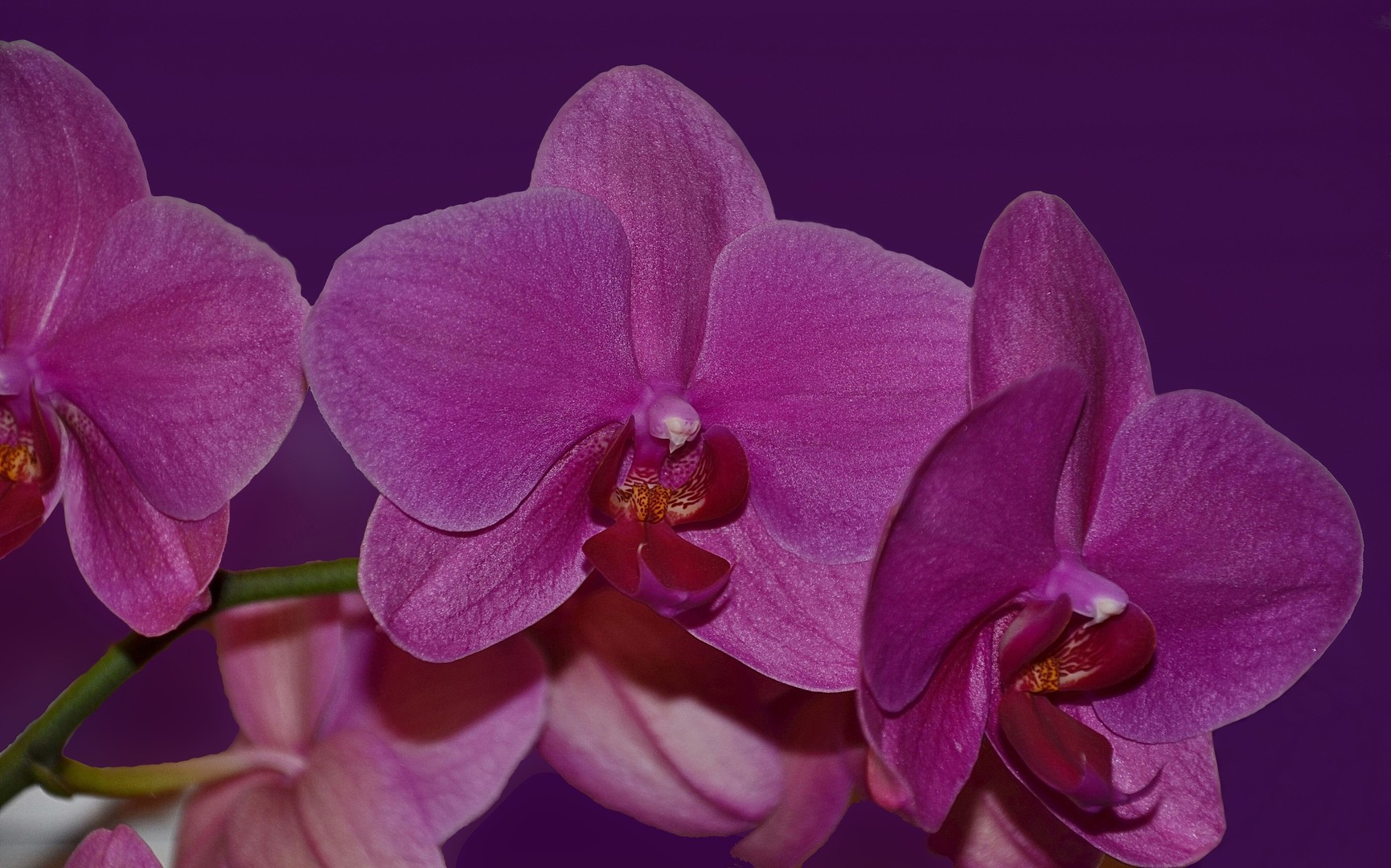 Orchideen