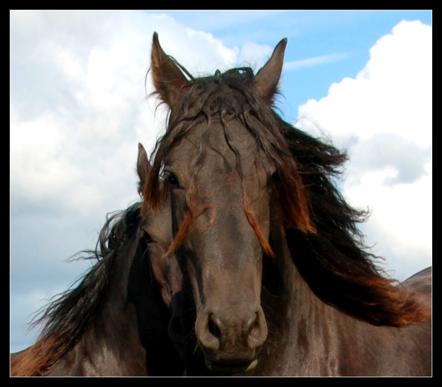 Horses In  Love...