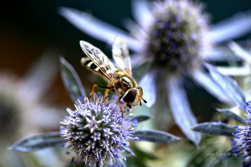 Schwebfliege auf Edeldistel